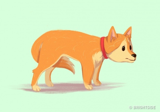 A kutya a lábai közé húzza a farkát