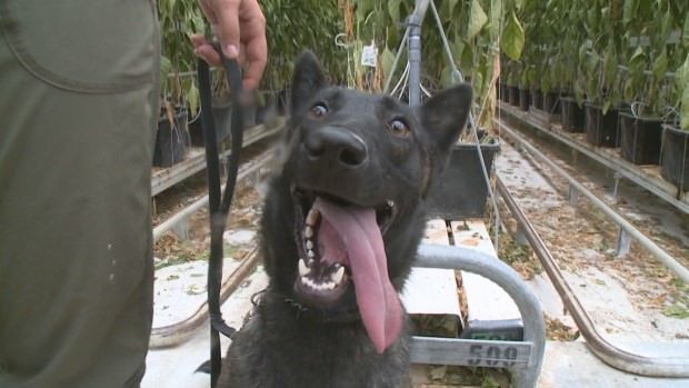 Chili élvezi a munkáját, játékként tekint rá