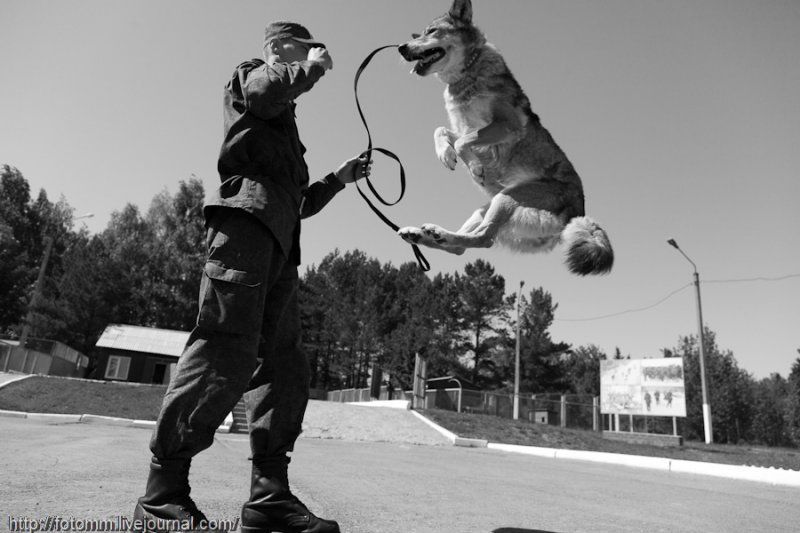 Nagyon intelligensek, gyorsan tanulnak a volkoszobik