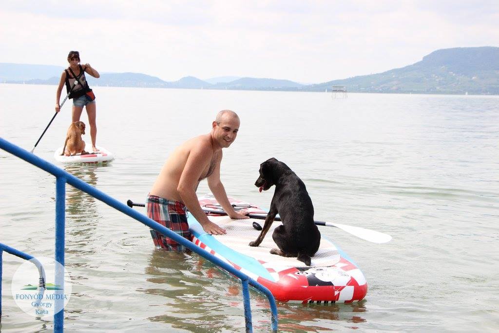 A bátor kutyáknak nem okozott gondot a deszkás vízre szállás