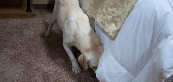 Labrador keresés közben