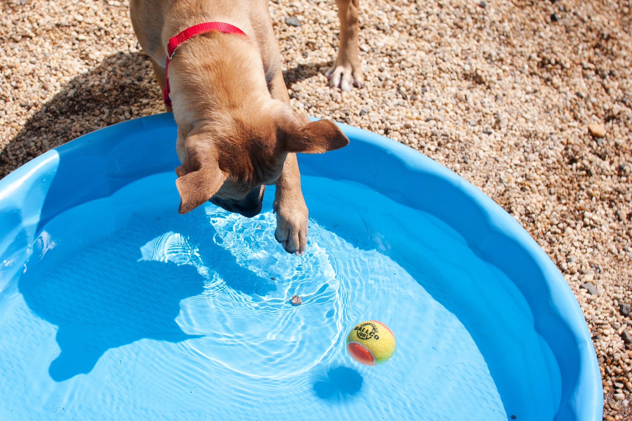 Játék és hűsölés a kutyának