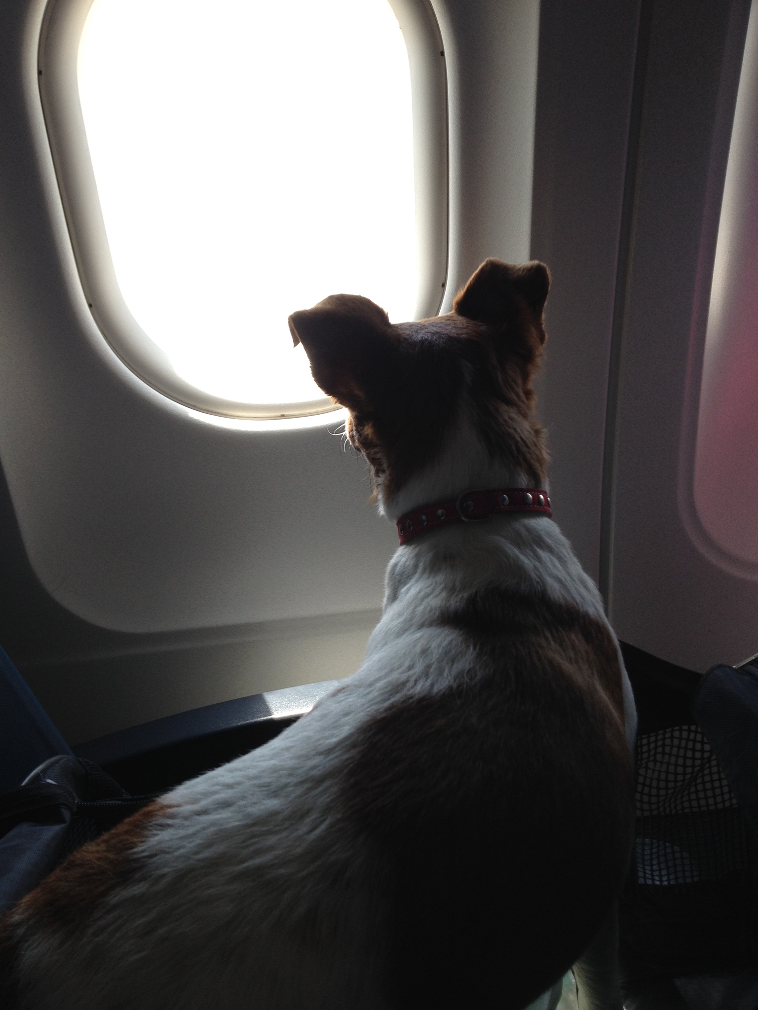 Valentino Rossi, a Jack Russell terrier az Air Malta fedélzetén