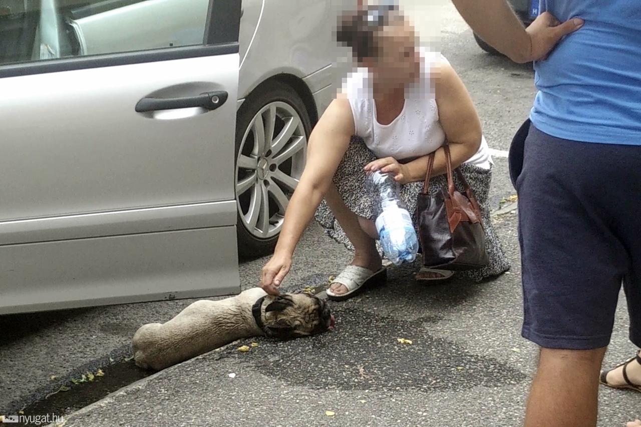 Járókelők mentették meg a bajba jutott kutyát