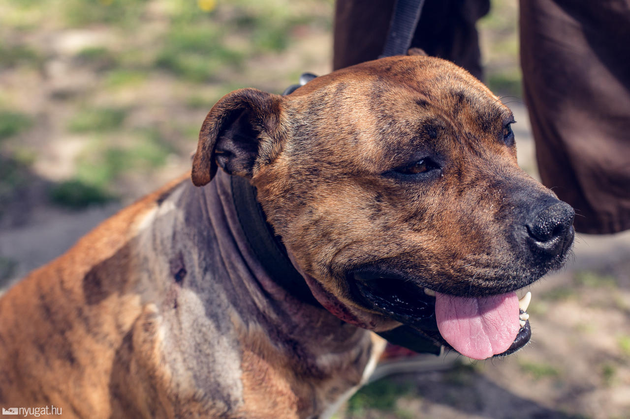 megkéselt kutya