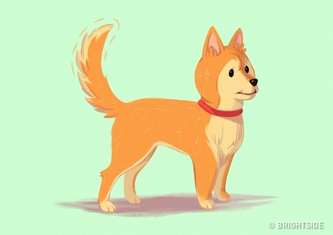 A kutya magasan tartja a farkát, gyorsan csóválja