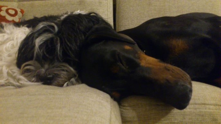 Démon és Pötyi újra Démon és Pötyi újra