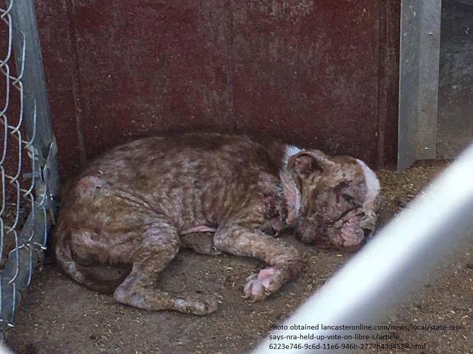 A boston terrier kölyök egy évvel ezelőtt