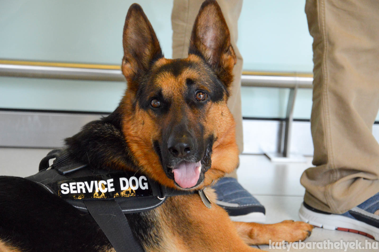 Rex már vizsgázott segítőkutya