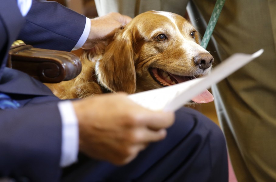 Tillie a hős kutya kitüntetést kapott