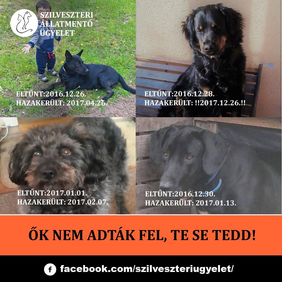 Nem szabad feladni a reményt: akár egy év elteltével is hazaérhetnek az elveszett kutyák!