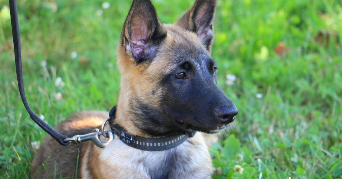 Anthrax, a bájos rendőrkutya-tanonc