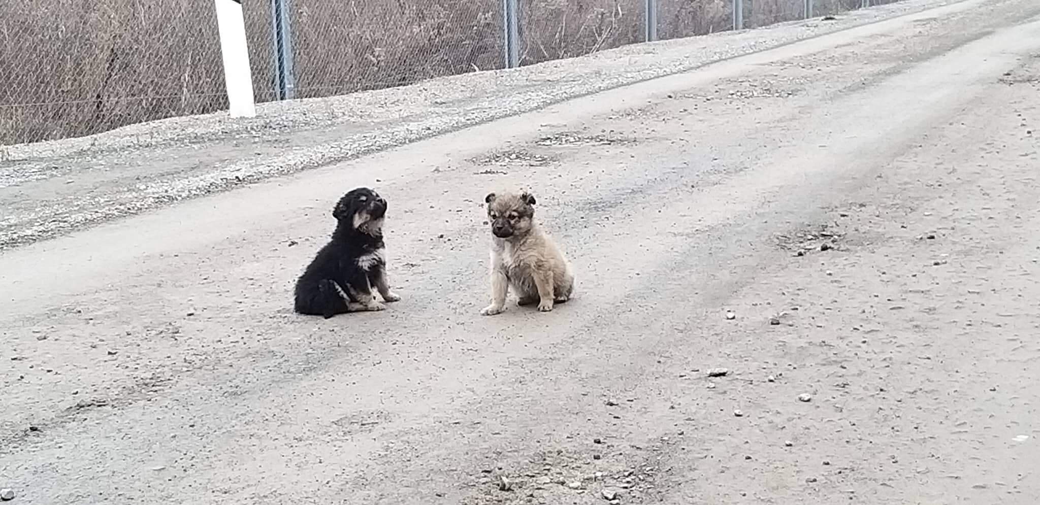 Szolgálat közben fedezték fel a vacogó kölyköket a rendőrök az úton