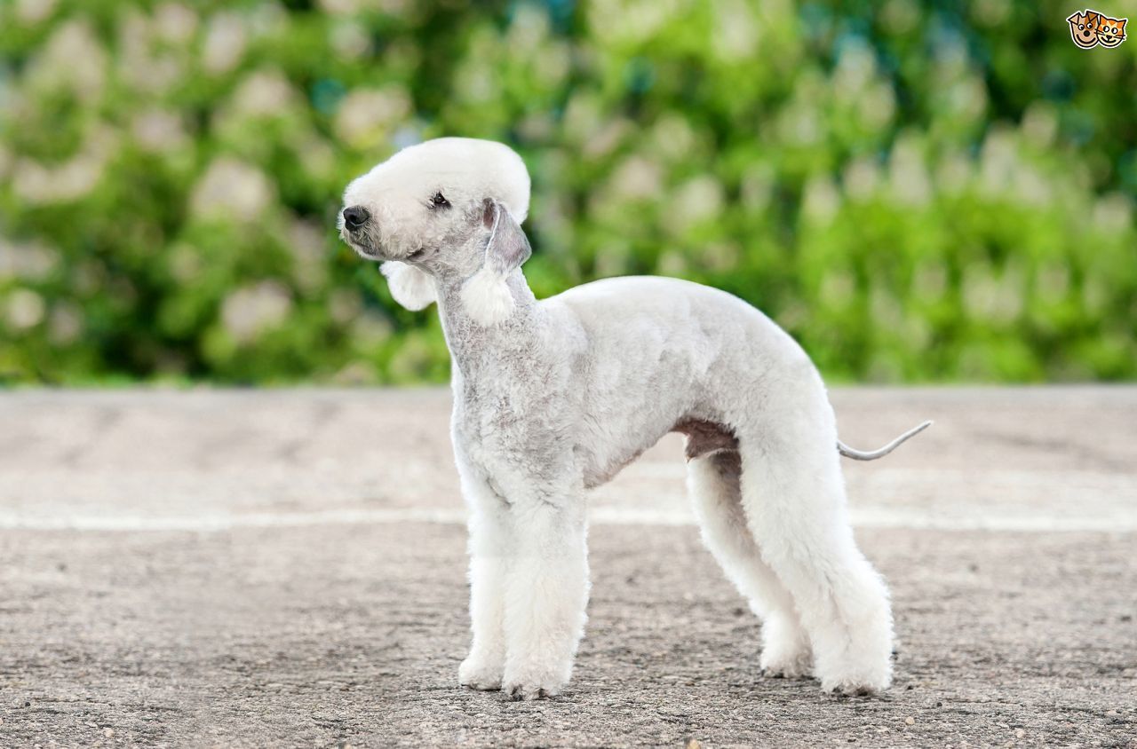 Hipoallergén kutyafajta - Bedlington terrier