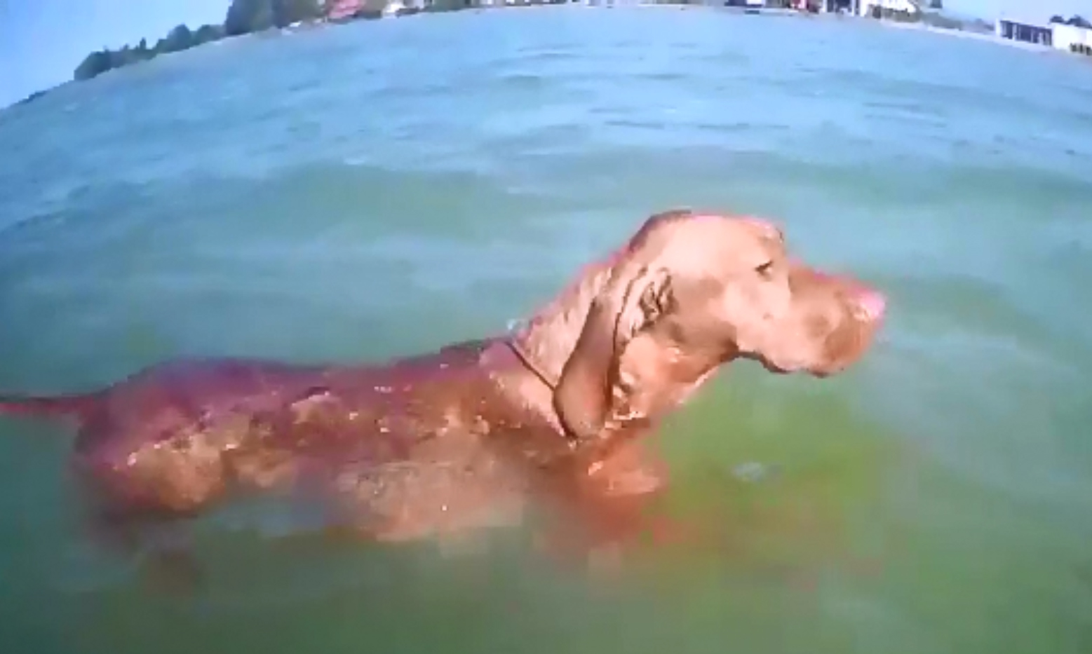 A vízben is gazdájuk mellett úszkáltak a vizslák