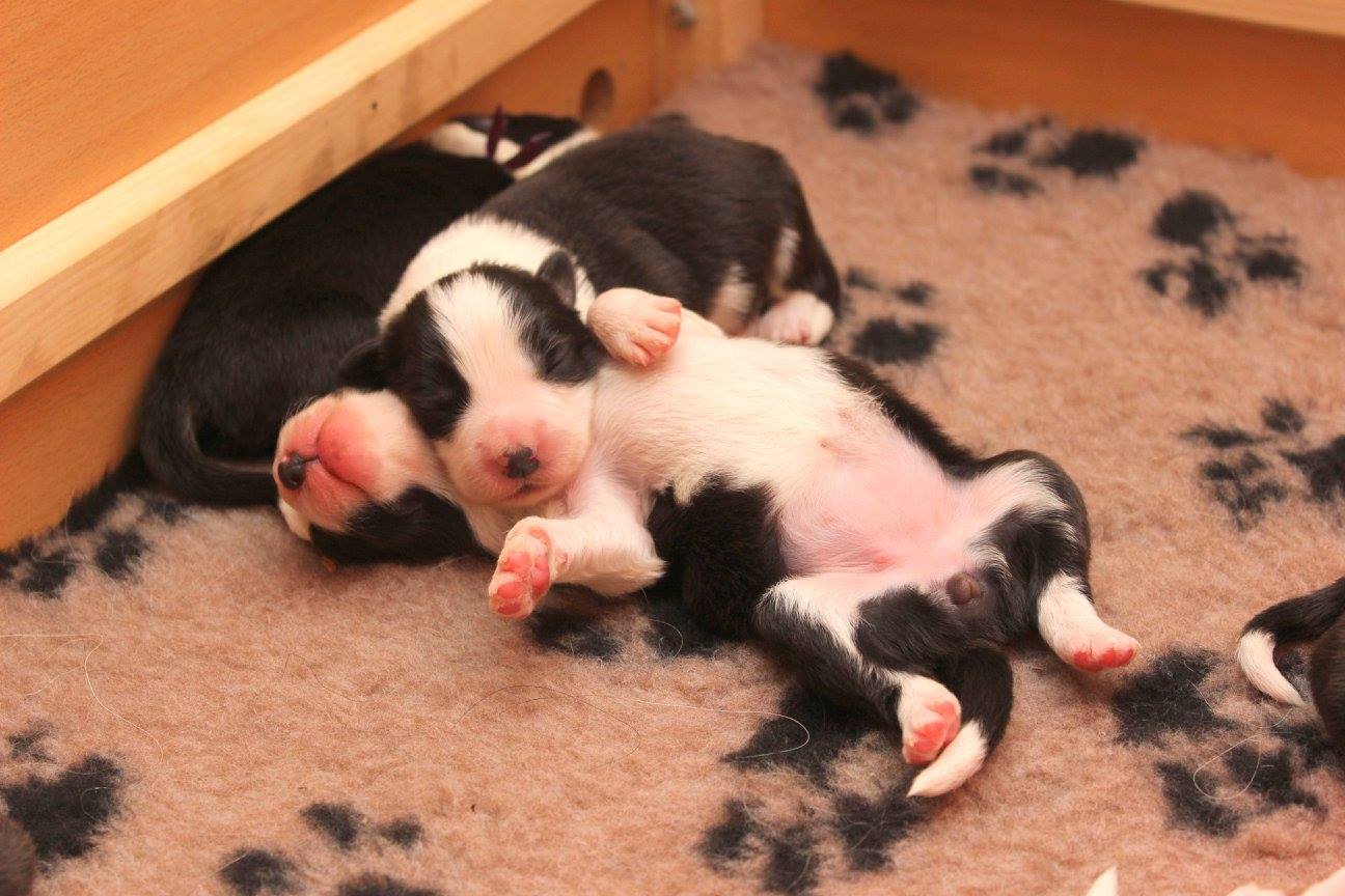 A kis border collie kölykök szépen cseperednek - talán több leendő terápiás kutya is van köztük