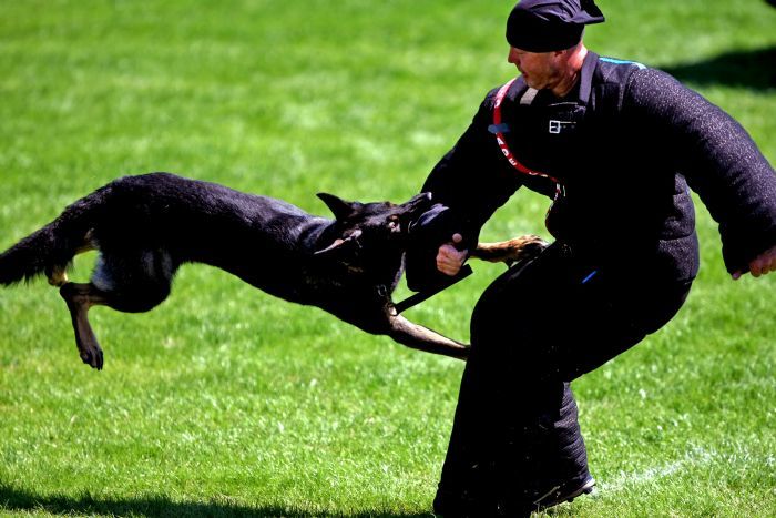 A K-9 kutyás versenyek nagyon látványosak