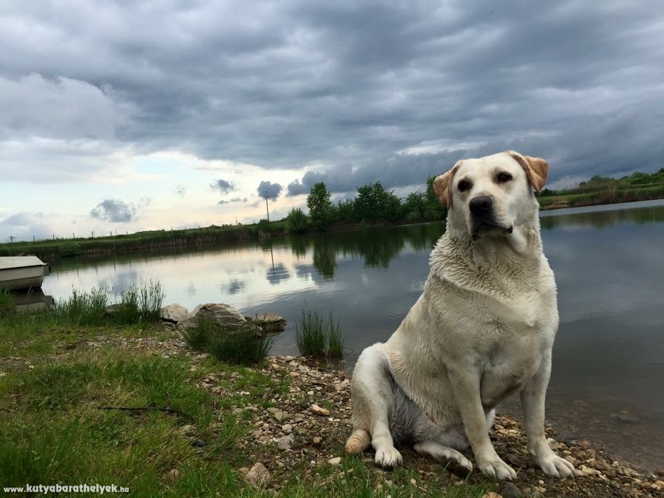 Cs.Kinga - Tücsök a tóparton
