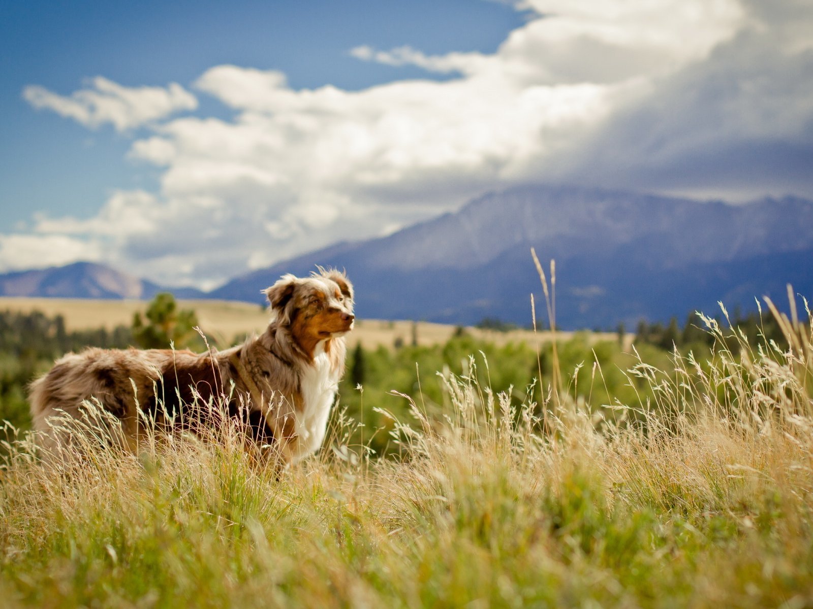 A kutyás sétákat a kullancsok igen meg tudják keseríteni