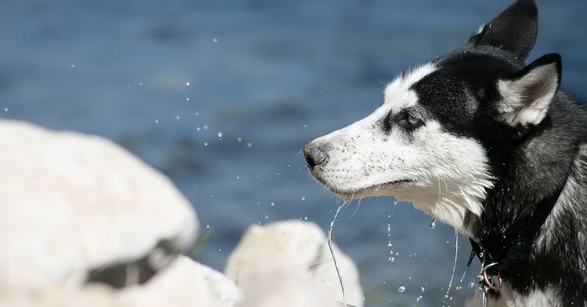 Minden kutyafajta azonos tőről ered