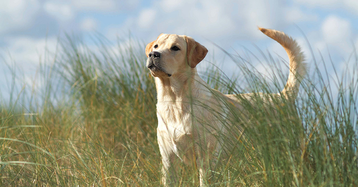 Új ingerek és mozgás - ez is kell a kutya egészségéhez Új ingerek és mozgás - ez is kell a kutya egészségéhez