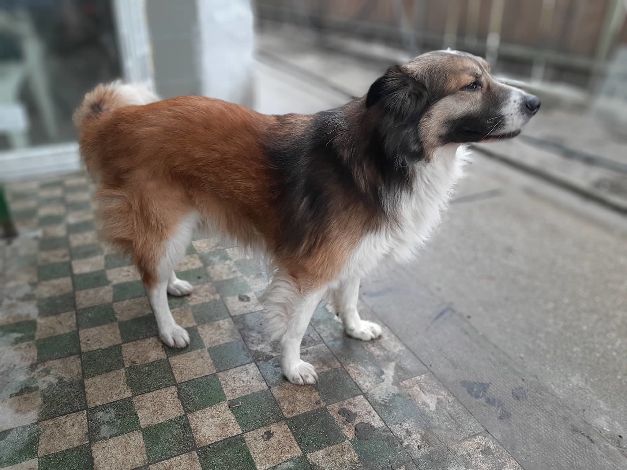 Az ideiglenes befogadónál hamar feloldódott a gazdira váró kutya