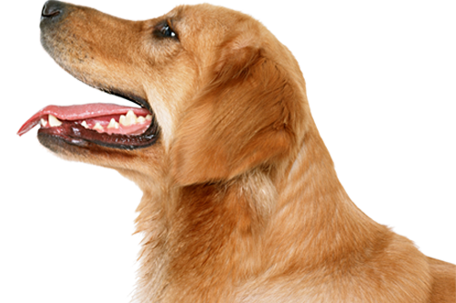 Egy kölyöknél a legfontosabb, hogy ne érje negatív hatás