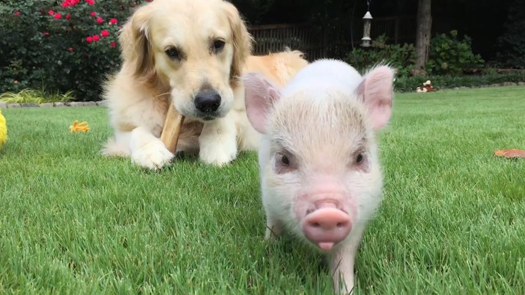 A törpemalacok és a kutyák emberekkel való kommunikációs viselkedéséről készült tanulmány
