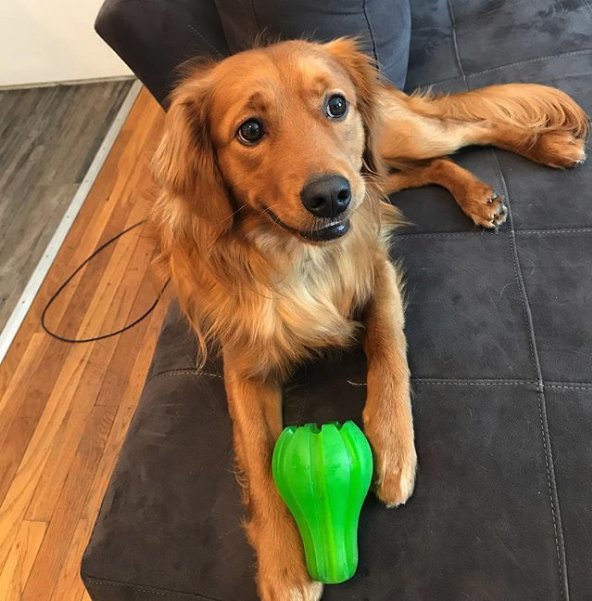 Kedvenc játékát nem szívesen adja oda senkinek a kutya