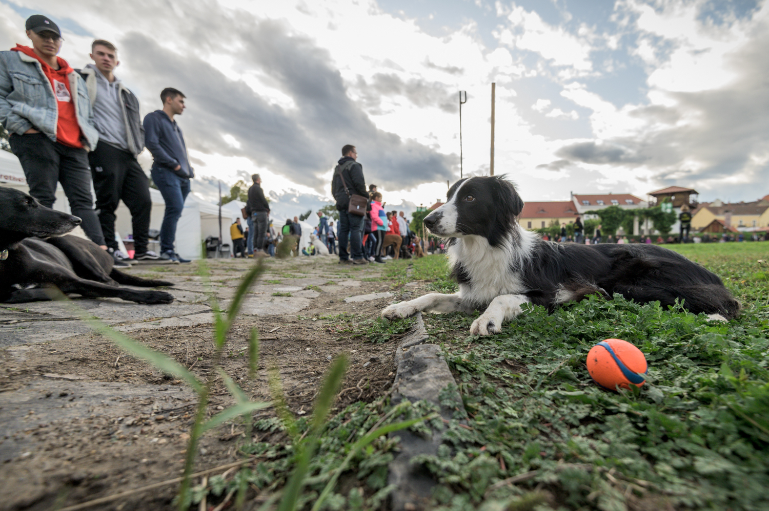 Több mint ezren látogattak ki az egész napos Kutyajó napra