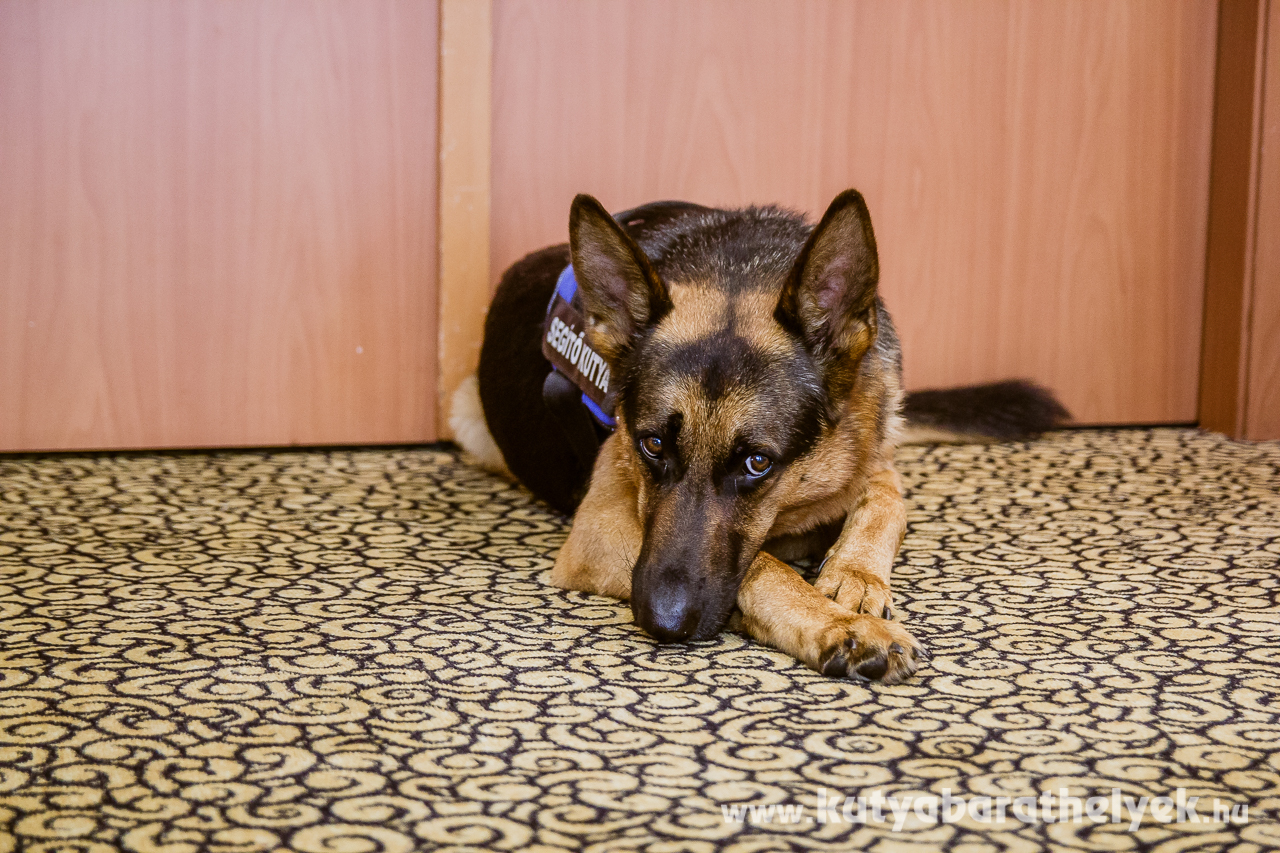 Rex is megtisztelte a sajtótájékoztatót!