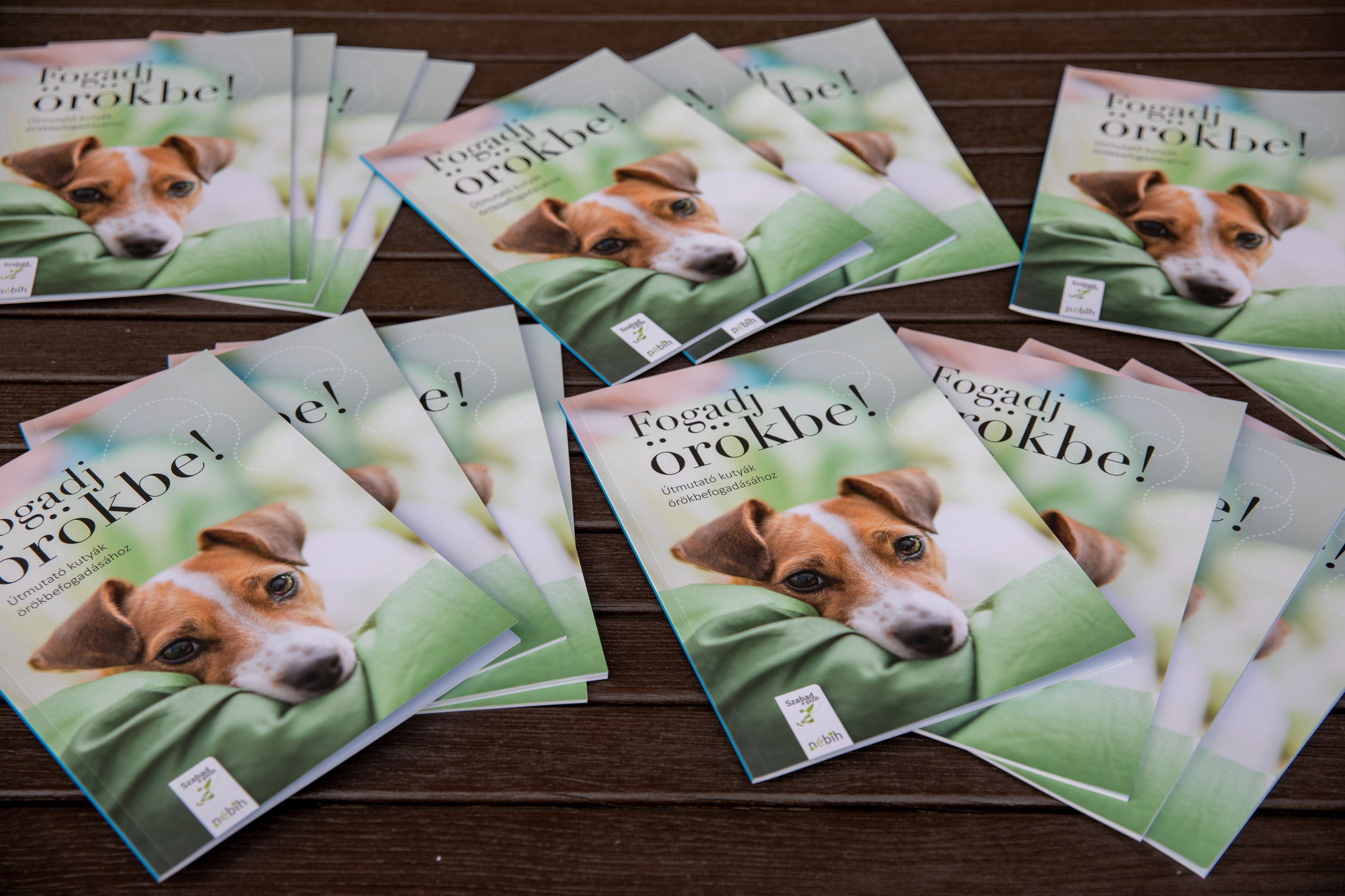 A kiadvány minden leendő gazdinak segít