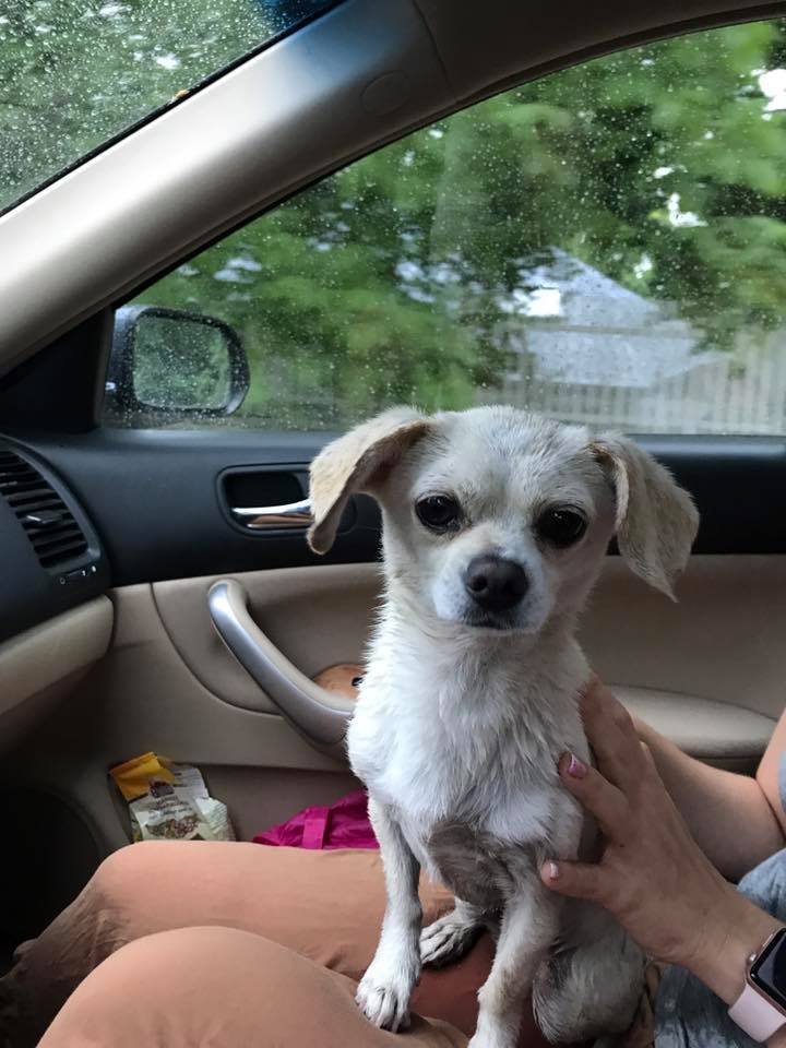 2 év után találtak rá a kutyára a Duna partján