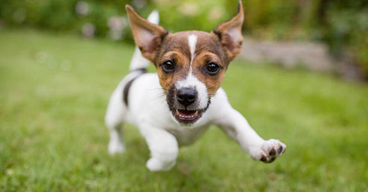 Kell a szabad mozgás és játék a kutyának, hogy megőrizhesse egészségét