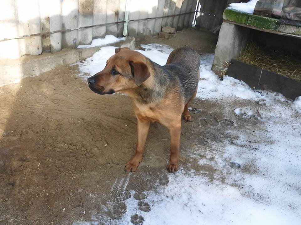 Rufusz, már a menhelyen