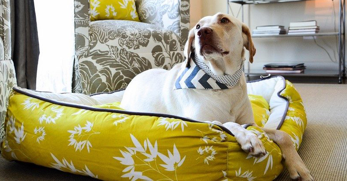 Keleti kutyakényelem a kutyaágyban