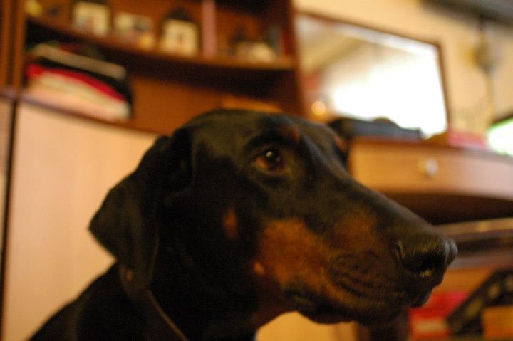 démont nekik köszönhetjük