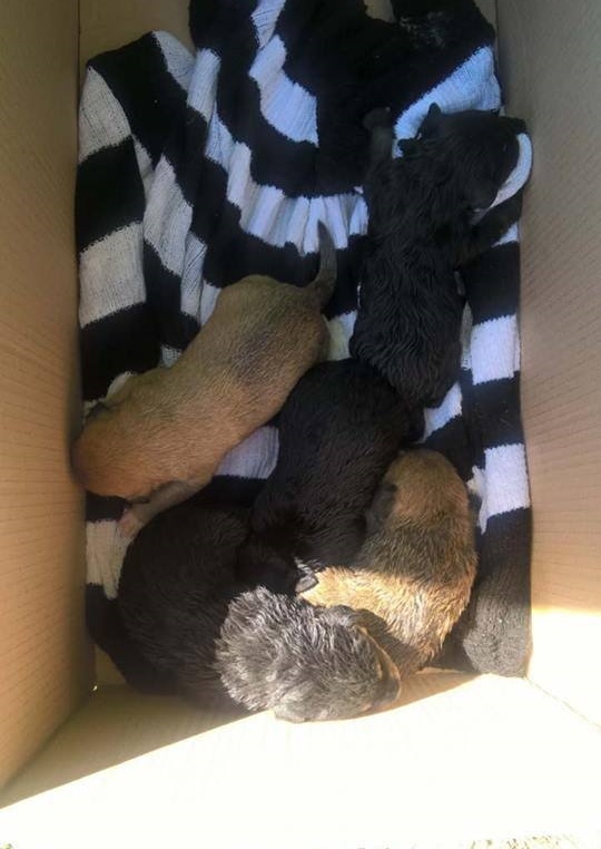 Csupán néhány naposak lehetnek a kölykök