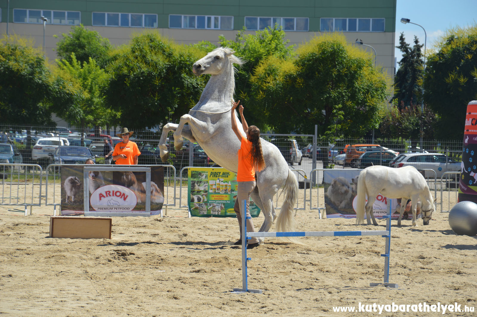 Tászler Melinda és gyönyörű szürke lova