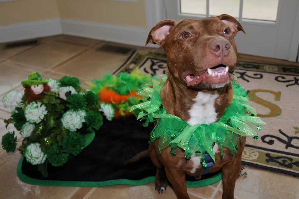 Egészséges, szép és teljes értékű kutya