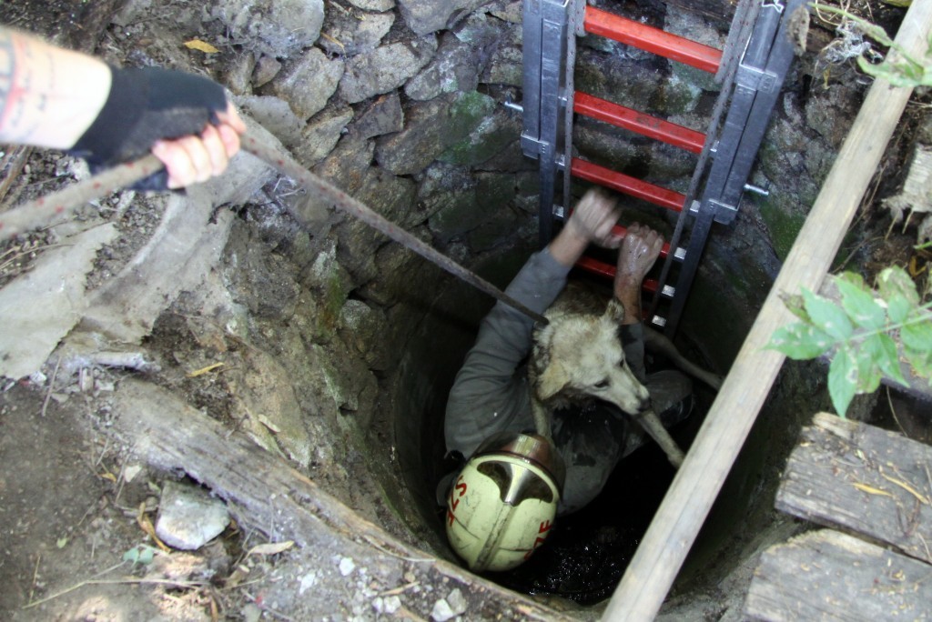 A kutyát szerencsésen ki tudták menteni a kútból