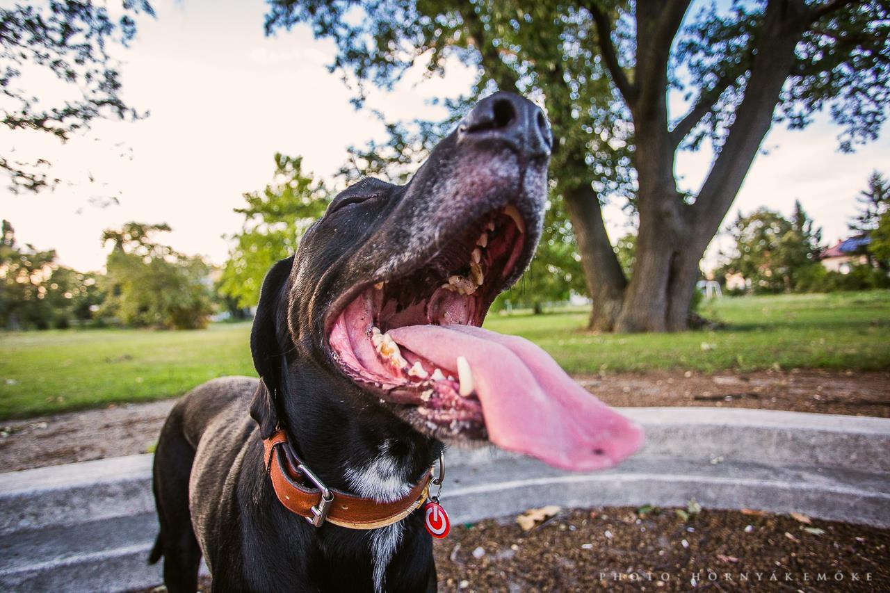 Harmadfokú hőségriadó: különös odafigyelést igényelnek kedvenceink is!