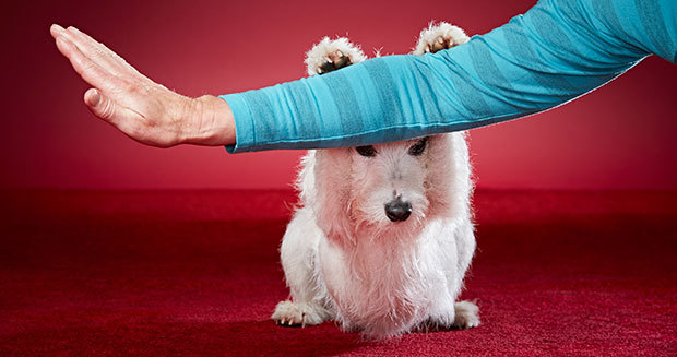 Törpe, a terrier tudta a legtöbb trükköt végrehajtani egy perc alatt