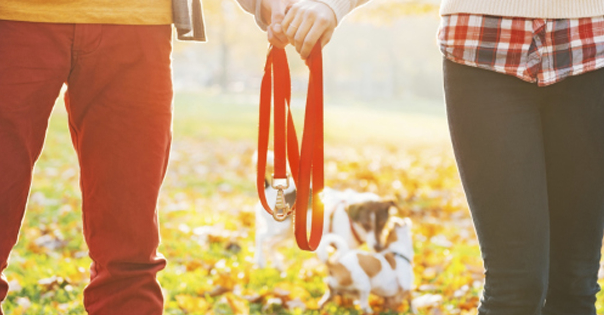 A kutya jót tesz még a párkapcsolatunknak is!