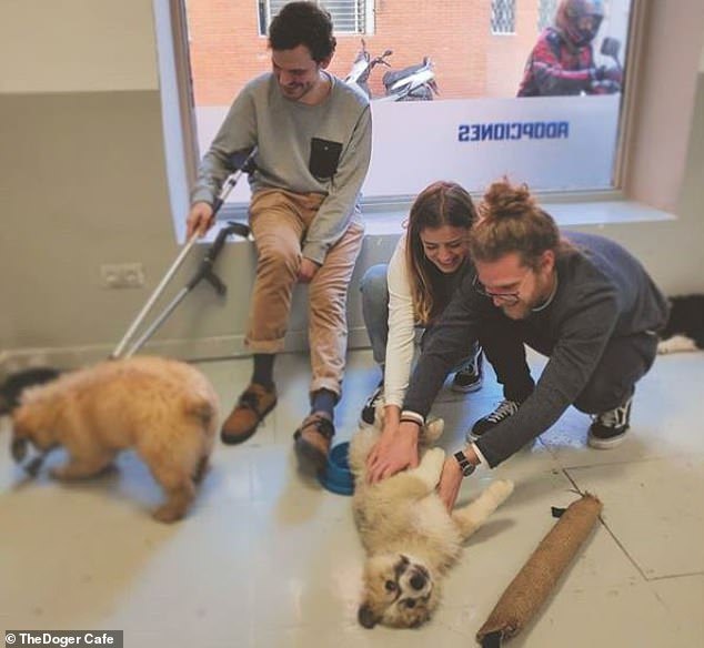 A vendégek és kutyák ismerkedhetnek egymással, játszhatnak - és talán örökbefogadásra is sor kerül