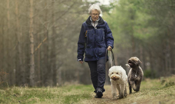 Jelentősen aktívabbak a kutyások a kutyátlanoknál