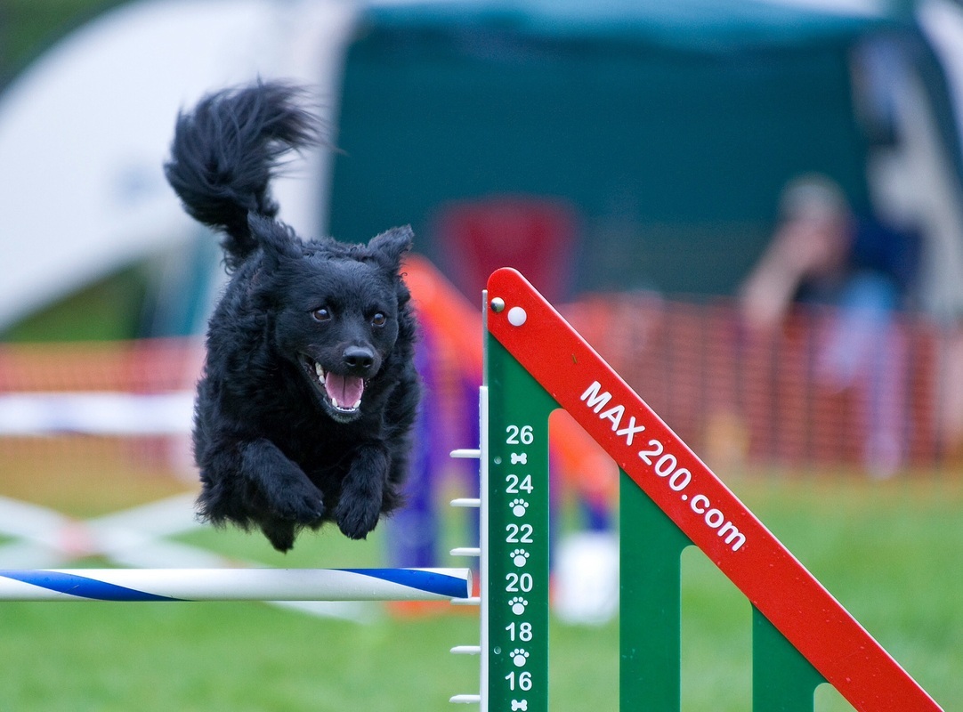 A mudi agility versenyen is remekel