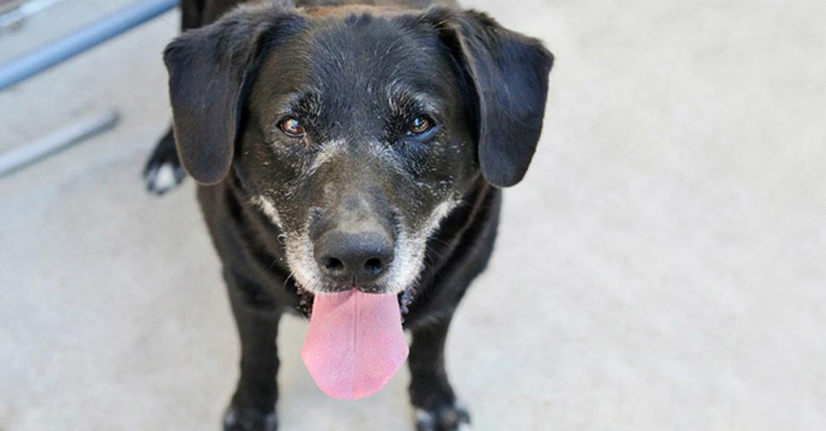 Apró segítség, ami az életet jelentheti - már csak pár napod van rendelkezni az adód 1%-áról!