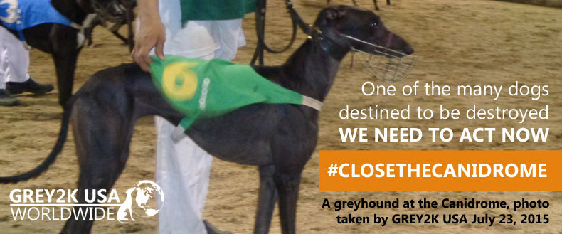 Az egyik versenyagár (Canidrome, Makaó)