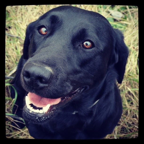 A szerző kutyája: Merész